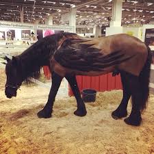 Wings Horse Clip Horse Clipping Horses Beautiful Horses