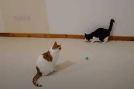 They don't have to be! Cat Health Keep Healthy Your Cat Any Situaiton Blogtion