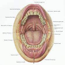Anatomy Of Mouth Cea1 Com Human Body Anatomy Teeth Diagram Mouth Anatomy Human Mouth