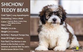 Shichonlove Friendly And Affectionate The Zuchon Is A Dog Known For Their Endearing Face Large Expressi Teddy Bear Puppies Teddy Bear Dog Bear Dog
