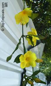 Image result for Jasminum meyeri-johannis