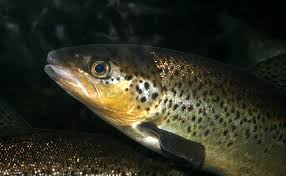 Populations de la rivière athabasca. La Truite Sauvage Comment Et Ou Vit Il Tout Savoir Sur La Truite