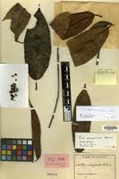 Image result for Ficus pseudomangifera