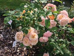 Check spelling or type a new query. Rosa Charles Austin Wikipedia