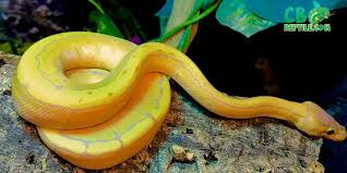 Ball pythons have become an overwhelming part of the reptile trade in the last decade. Ball Pythons For Sale Online Ball Python Morphs For Sale Pied Banana