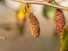 Seeds and bark of the birch are source of food for forest animals such as rabbits, deer and birds. How To Identify The Silver Birch Tree Betula Pendula In A Few Easy Steps