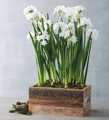 Paperwhites In Reclaimed Box In 2020 Easy To Grow Bulbs Christmas Plants Paperwhites