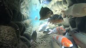 Banyak spesies ikan, termasuk ikan mas hias, sensitif terhadap bahan kimia di dalam air. Video Selokan Air Di Jepang Jernih Dan Jadi Habitat Ikan Hias Kumparan Com