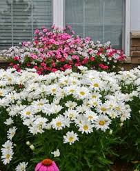 Floramedia timelapse video of the leucanthemum (s) 'broadway light'. Shasta Daisy Growing And Caring For Leucanthemum Garden Design