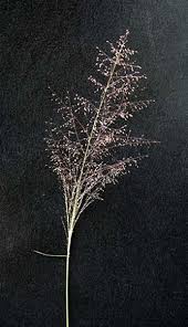 Image result for Sporobolus festivus