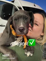 Emotional Adventures with My Foster and Owned Pets