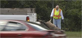 They are picked up by a crematorium and cremated. Car Hits Deer Then What The New York Times