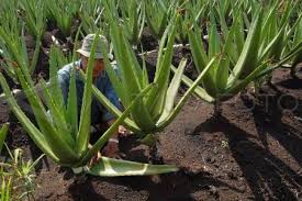 Sampai je rumah, campak handbeg kerja pelok pokok terussss uiiiii haha. Indonesia Aloe Vera Indonesia Aloe Vera Suppliers And Manufacturers At Okchem Com