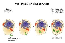 Besides the organisms that rely on sulfur near hydrothermal vents, the majority of life on earth relies on the sugar glucose. Origins Of Cell Compartmentalization Ap Biology Biology Dictionary