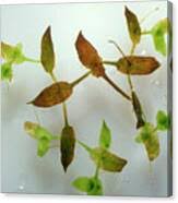 Image result for Lemna trisulca