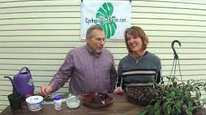 Welcome!happy to have you here and thanks for checking out this channel! How To Propagate A Lipstick Plant Youtube