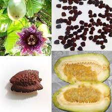 Image result for Passiflora quadrangularis