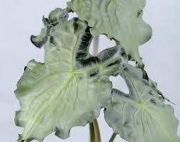 Image result for Swertia welwitschii