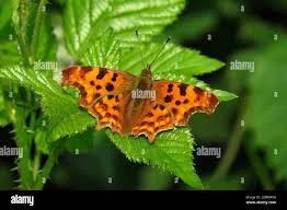 Image result for Polygonia c-album
