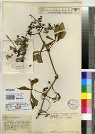 Image result for Cyphostemma kaessneri