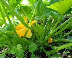 How aluminum around zucchini stems prevents borer. The Squash Vine Borer Attacks Squash Pumpkins Melons And Zucchini