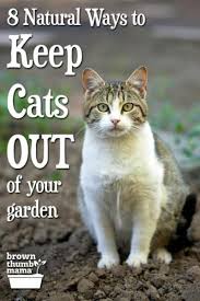 Check spelling or type a new query. 8 Natural Ways To Keep Cats Out Of Your Garden Brown Thumb Mama