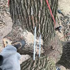 See full list on tomlinsonbomberger.com How To Fix A Splitting Tree