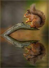 Different Types Of Squirrels Animal Facts Blog Animals Nature Animals Funny Squirrel Pictures