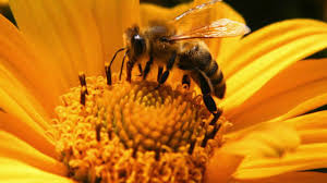 Meaning Of Nectar Youtube