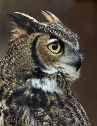 Great Horned Owl Great Horned Owl Horned Owl Owl Photography