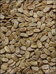 Image result for Acacia gerrardii