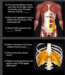 The trapezius muscles which form the basis of the upper back work in opposition to the exercises of the back. Solved 1 What Is The Name Of The Yellow Highlighted Musc Chegg Com