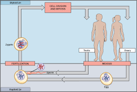 A diploid cell contains two sets of chromosomes. Biology 2e Genetics Meiosis And Sexual Reproduction Sexual Reproduction Opened Cuny