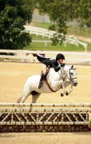 Shadbelly Flyin Pony Horse Horse Love Horse Equestrian