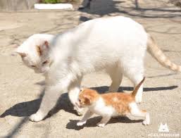 From Catloversclub Ig Cat Cats Kitten Kitty Meow Mama Cat Cats Cute Animals