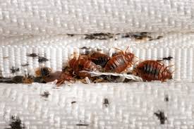 Image result for bedbugs on mattress