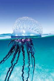 Portuguese Man O War Ocean Creatures Sea Animals Ocean Animals