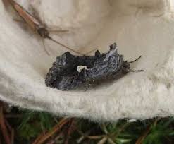 Image result for Syngrapha interrogationis