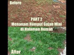 Jadi, walaopun beli dengan harga yang mahal tetapi kalian akan puas dengan hasilnya. Part 2 Update Menanam Rumput Gajah Mini Sendiri Di Halaman Rumah Youtube