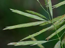 Image result for Bromus  inermis