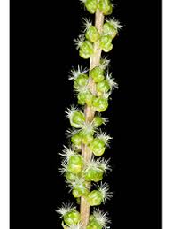 Image result for Triglochin striata