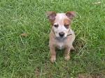 Ranch Dogs for Sale | Working Breed Dogs for sale at Ranch ...