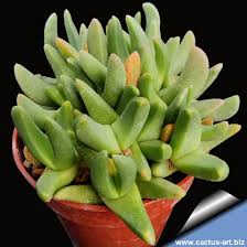 Image result for Hereroa