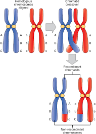 We did not find results for: 11 1 The Process Of Meiosis Biology Libretexts