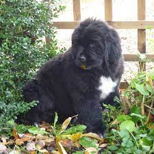 Maybe you would like to learn more about one of these? Newfoundland Puppies Homepage