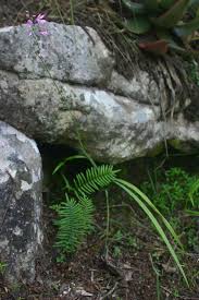 Image result for Radinosiphon