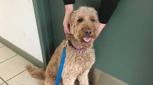 PUPDATE: The owners have been located. Reunion happening soon. 🐶💙😊, Is  this your dog? If so, please call us so she can come home. Until then,  we’re putting her to work 🐶 248.524.3477.