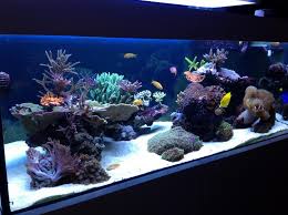 Pin By Lucas Barnlund On Reef Tank Marine Fish Tanks Saltwater Aquarium Beginner Aquarium Fish Tank