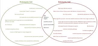 cells prokaryote eukariote lessons tes teach