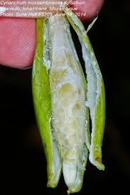 Image result for Cynanchum mossambicense